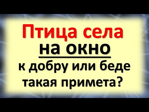 Видео: Птица села на окно: к добру или беде такая народная примета про голуби? Как понять знак судьбы