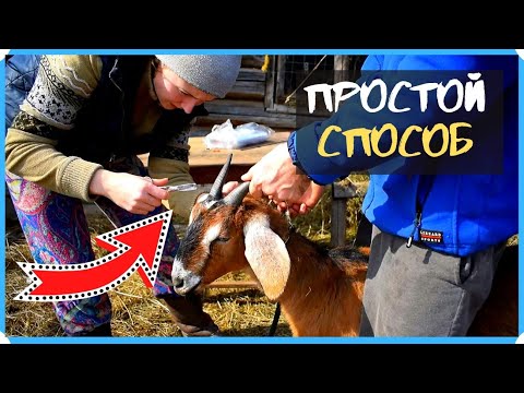 Видео: Простой способ обезроживания взрослых коз. Как убрать рога у козы
