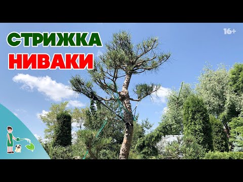 Видео: Ниваки. Формирующая стрижка сосен