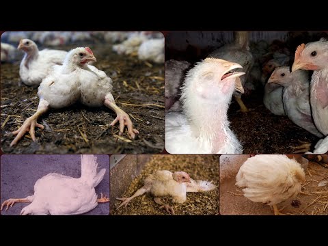 Видео: Причины падежа бройлера, основные 3 причины. Следите за ними и падежа не будет.