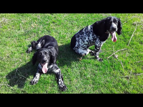 Видео: Жизнь со Спаниелями //Гуляем 🐾