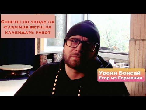 Видео: Бонсай из Граба обыкновенного. Советы по уходу за Грабом обыкновенным. Календарь работ бонсай.