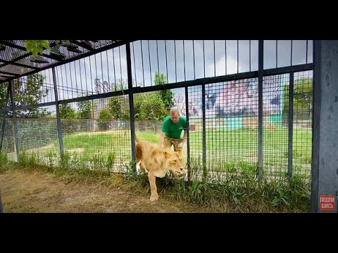 Видео: Почему мама-львица НЕ УБЕРЕГЛА ЛЬВЯТ? Мы выпускаем Чолиту  ко львам!