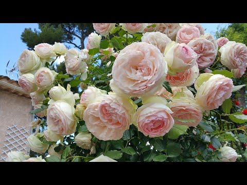 Видео: Плетистые розы моего сада! Обзор достойных сортов!