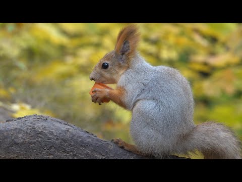 Видео: Белки. Зарисовка / Squirrels. The sketch