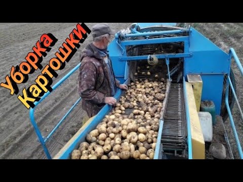 Видео: Уборка картофеля 2022 в Беларуси - Anna Z-644 и Мтз 80.1 уражайность 20 центнер