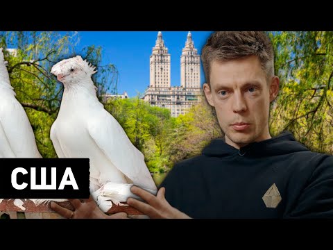 Видео: Наша голубятня в США / вДудь. Двухчубые голуби. Tauben. Pigeons. Palomas. Pombos. 비둘기.