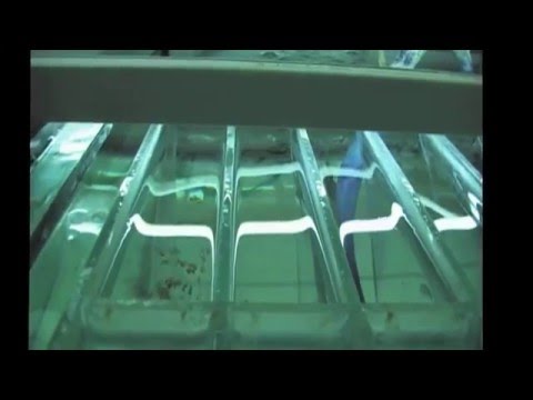 Видео: Забираем икру у малавийских цихлид. 2016 год.