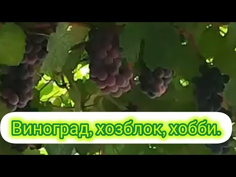 Видео: Неинстаграмная жизнь. Виноградник, планы, хобби.