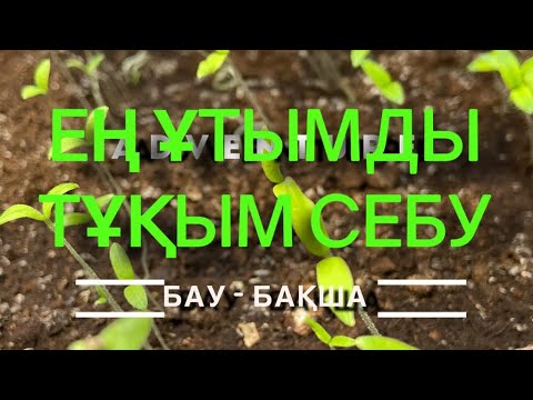 Видео: Тұқым себу Қызанақ, бұрыш, баклажан 10.04.2022ж. #тұқымсебу #посевперца #помидор #қызанақ #жезқазған