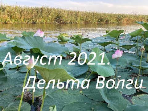 Видео: Август 2021.  Дельта Волги