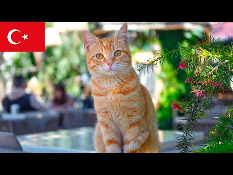 Видео: Кошки Стамбула: 3 часа расслабляющих моментов в 4K