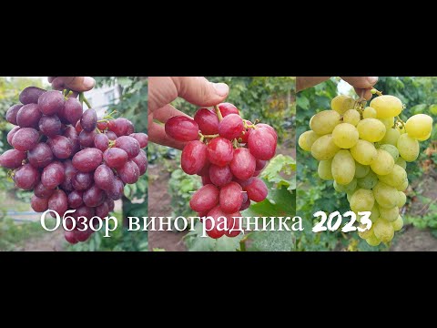 Видео: Обзор виноградника 2023