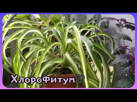 Видео: Мой зеленый друг на все времена❤Хлорофитум🍀Уход🌱Полив⚘Грунт🌸Освещение🍀Возможные проблемы🌱Болезни