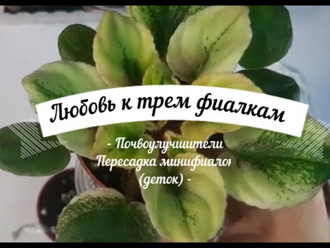 Видео: Почвоулучшитель  Пересадка деток минифиалок