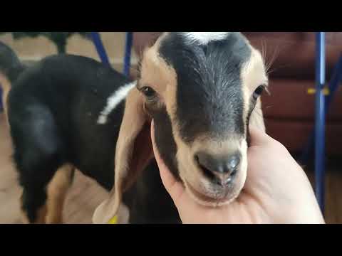 Видео: Новый производитель в хозяйстве. Аргументы в пользу взрослого козла и маленького козлика.