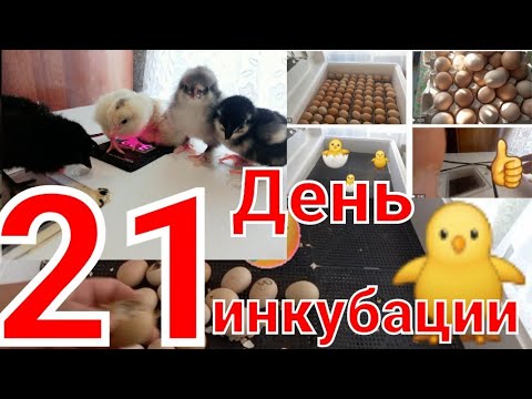 Видео: Идет активный вылуп цыплят на 21 день инкубации куриных яиц
