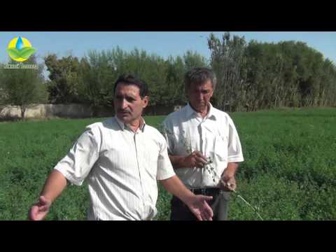 Видео: Результат выращивания люцерны (ЮКО, Сайрам, 2016 г) - Жоңышқа өсіру нәтижесі (ОҚО, Сайрам, 2016 ж)
