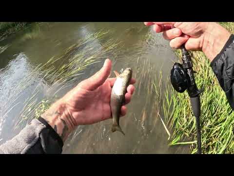 Видео: Шокуючий улов! Ловля головня на цикаду. Ви не повірите, що сталося!