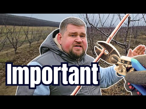 Видео: Обрезка сливы. Несколько важных правил