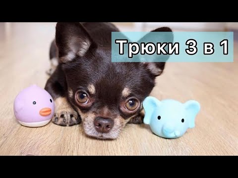 Видео: ТРЮКИ МОСЯ, НОС И НОЛИК