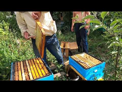 Видео: З кумом відбираєм медові рамки  Бджільництво для початківців