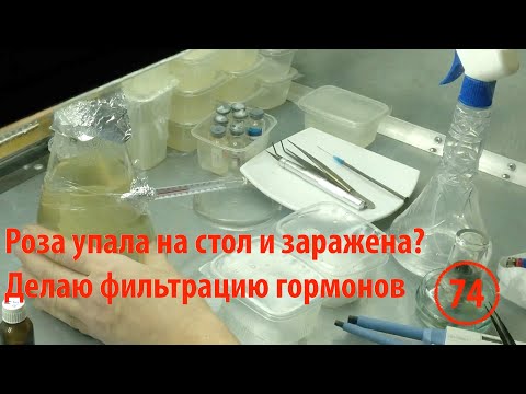 Видео: [74] Роза упала и получила инфицирование? Или нет? Делаю среду WPM с фильтрацией гормонов