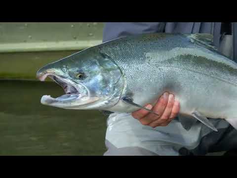 Видео: Рыбалка кижуч. 2018 год. Река Большая, Камчатка.