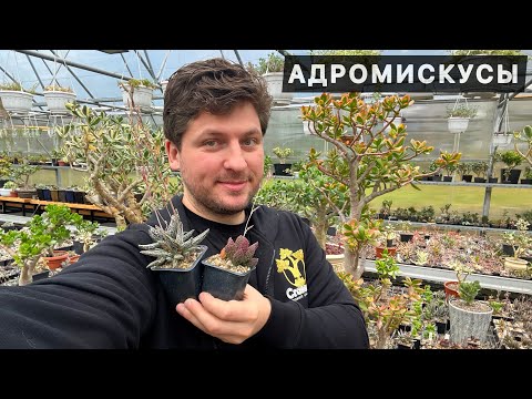 Видео: АДРОМИСКУС (ADROMISCHUS) ТОЛСТОЛИСТНЫЙ КОРОЛЬ СУККУЛЕНТ