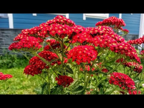 Видео: Растения, что шепчут на ветру🌿