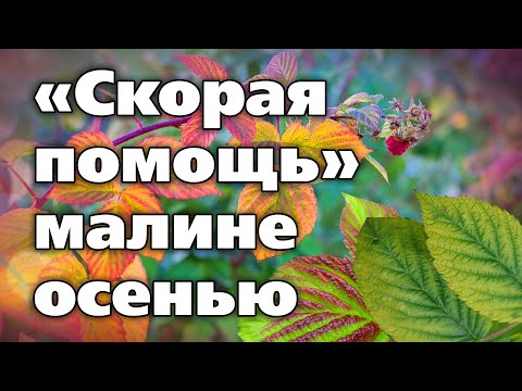 Видео: Решаем проблемы малины осенью. Какие пригодятся препараты и удобрения