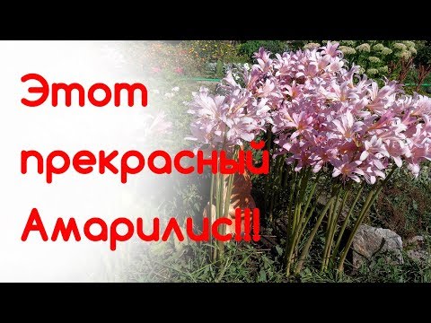 Видео: Этот прекрасный Амарилис!!!