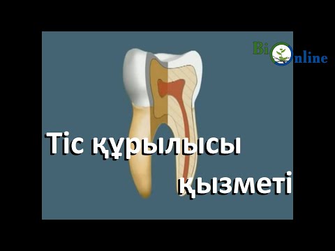 Видео: Тіс түрлері, құрылысы және қызметі