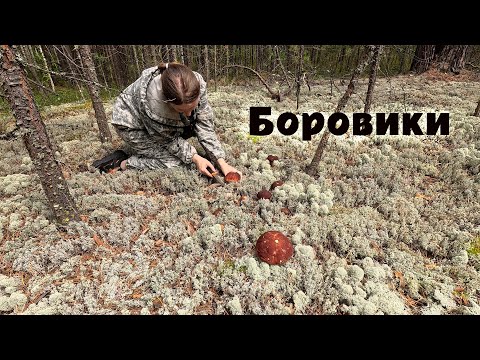 Видео: Грибов мало, но удалось набрать чистые! Итоги сложной грибной охоты.  Боровики в беломошнике.