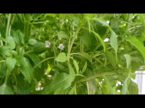 Видео: Как вырастить базилик на подоконнике! Лёгкий способ
