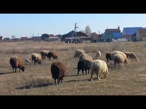 Видео: Эдильбаевские овцы, продолжают приводить ягнят.