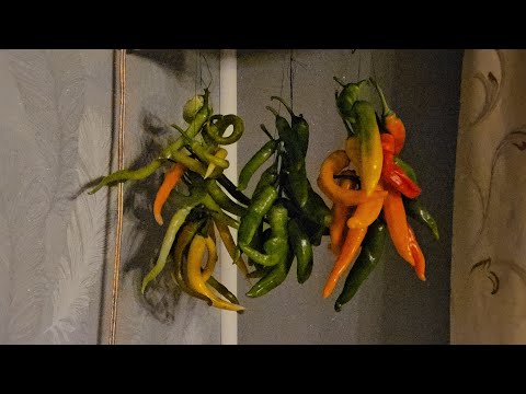 Видео: 2 Ноября.Всем хорошего настроения,  гирлянды из перца🌶🌶🌶
