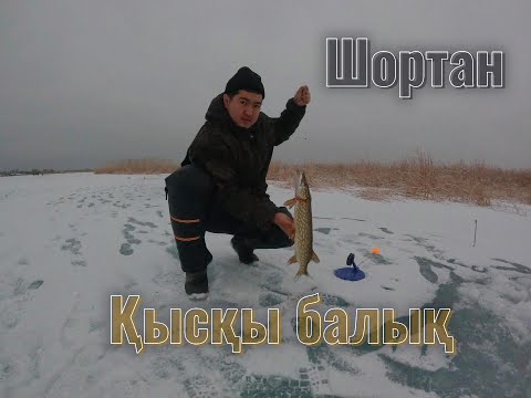 Видео: ҚЫСҚЫ балық!!!   ШОРТАН КӨӨП.  Зимний рыбалка.  Байгекум