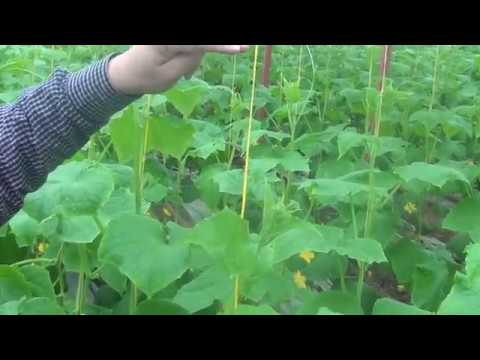 Видео: Правильная формировка огурца в теплице. 2015 год