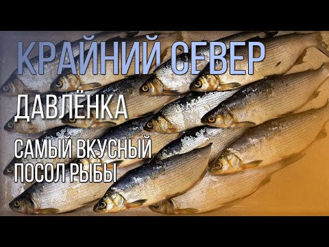 Видео: Лучший рецепт засолки северной рыбы!