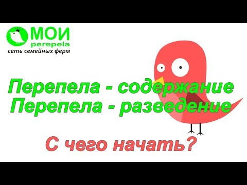 Видео: Перепелки. С чего начать?