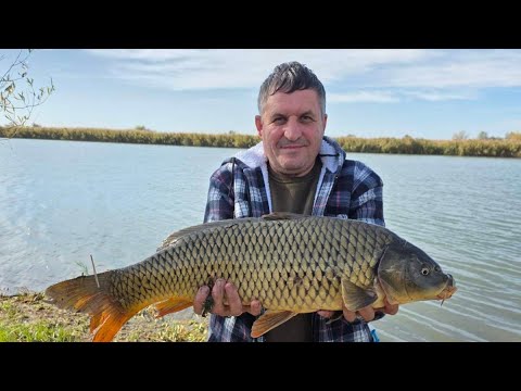 Видео: Ловим карпа с кораблями,база "Белуга " р.Днестр..