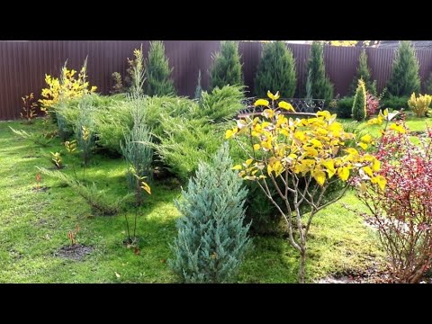 Видео: КАКИЕ МОЖЖЕВЕЛЬНИКИ МЕНЯЮТСЯ ОСЕНЬЮ, А КАКИЕ НЕТ. 20.10.2025г.