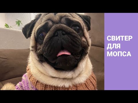 Видео: Как я вязала свитер для мопса.  @allavyazet   #вяжем_с_любовью  #вязание_спицами_и_крючком