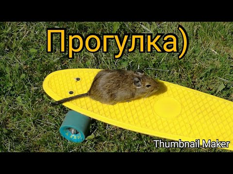 Видео: VLOG с Бусей // гуляет на улице и бегает в шарике