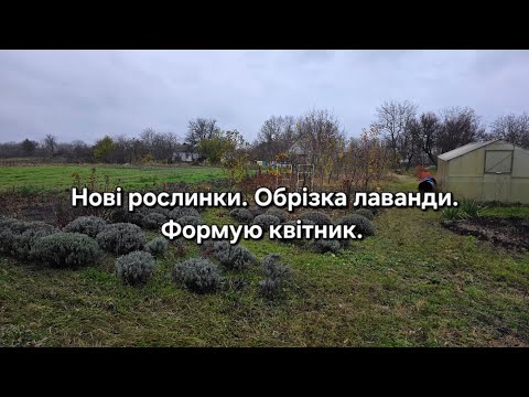 Видео: #98 Нові рослинки. Обрізка лаванди.Формую квітник. 