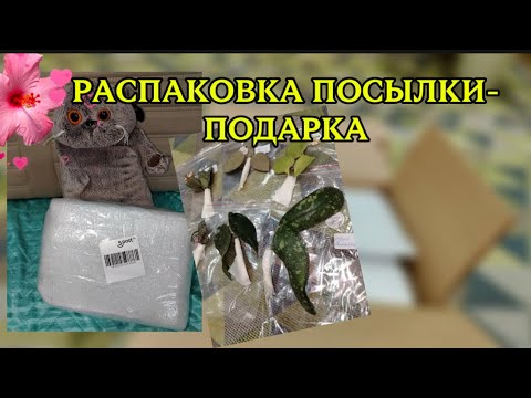 Видео: Распаковка посылки с хойями. Обзор хой💚