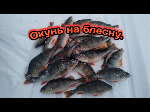 Видео: Ловля окуня на блесну на Рыбинском водохранилище. Рыбалка на крупного окуня. Все ещё первый лед 2022