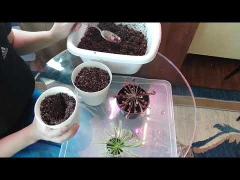 Видео: Хищные растения. Пересадка сарацении Попугай и росянки Капской Альба в новый грунт.