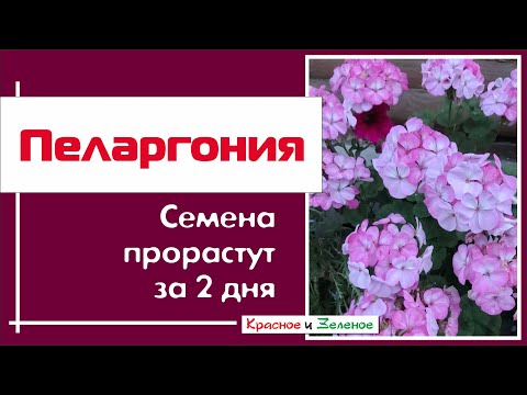 Видео: ПЕЛАРГОНИЯ. Разбудим семена за 2 дня!